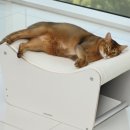 탐나는 고양이 이미지