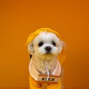 놀러오개 애견유치원 애견호텔 기흥점 이미지