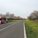 가시리 유채꽃길 이미지