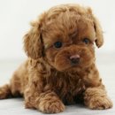 강아지 켄넬 이미지