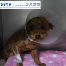 분당중앙동물병원 이미지