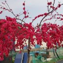 이정자농원 이미지