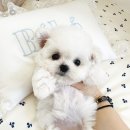 부산강아지분양 퍼피몰리 이미지