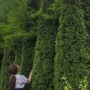 조안조경