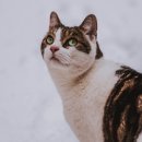 송파바로동물병원 이미지