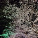 밤벚꽃 이미지
