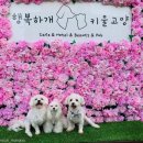 소중하개 이미지