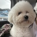 도리도리펫샵 | 202205 내새끼 부끄 _ 유기견 강아지 임보 후기1