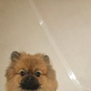 화서곰당구클럽 | 왈왈랜드 / 부산애견카페 / 애견카페 / 부산애견놀이터