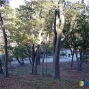 숲쟁이로 이미지