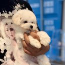 대전애견경매장 이미지