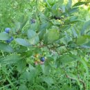 야지농장 이미지