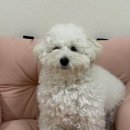 뽀송뽀송 강아지미용실 이미지