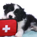 TLC 동물의료센터 이미지