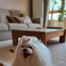 애드펫동물병원 이미지