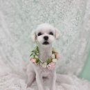 블루맘펫살롱 이미지