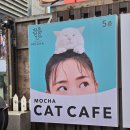 강남역 데이트 아이랑 놀거리 모카카페 행복한 고양이들 천국