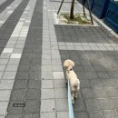 3020 | 강릉 강문동 호텔 세인트존스호텔 반려동물 동반 후기 펫 더블룸 3020