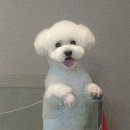 송도멍멍이발소 이미지