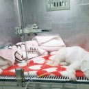 루원하이동물병원 이미지