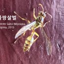 큰뱀허물쌍살벌 이미지