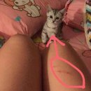 가방위에 고양이 이미지