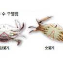 슈퍼꽃게 이미지