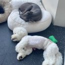 부산 강아지 24시 애견미용호텔유치원 도그드림(서면점) 이미지