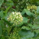 고지농장 이미지