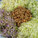 새싹이집밥 이미지