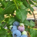 이마트24 태안안면대로점 이미지