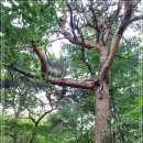 내곡동477 이미지