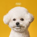 위드 어반 | 동탄 수원 사진관 동탄 수원 반려동물사진 잘찍는곳 헤이쏠스튜디오 미니어쳐 컬러화보 위드컷 솔직후기