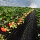 조안 농장 이미지