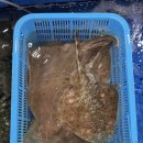 쌍용삼양 서비스센터 | 당진 장고항 실치회 맛집 쌍용수산, 2026 제철 가격 및 주차 솔직 후기