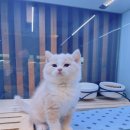 온천장고양이 이미지