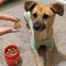 현대종합펫(현대동물병원) | 강아지 동물병원 영양제 제리스타일스 알러스킨 먹여본 찐후기, 젤리로 즐겁게 꾸준섭취!