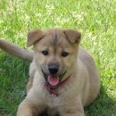 우리 똥강아지 이미지