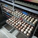 일월부화장 이미지