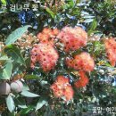 오늘의 꽃은 불루 검나무(유칼립투스) 꽃 (노래 카사불랑카) 이미지