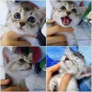 꽃냥이네 이미지