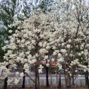 꽃피는언덕 이미지