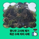 수석3통 마을회관 | 향나무 고사목 제거 죽은 수목 처리 사례