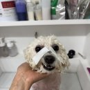 펫피르그루밍 네이버블로그