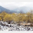 지리산산수유 이미지