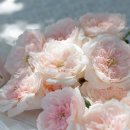 패밀리(84) 이미지