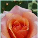 행복한마음한의원 이미지