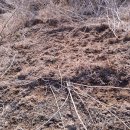 감자수북 이미지