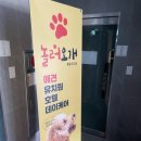놀러오개 애견유치원 애견호텔 풍동식사점 네이버블로그