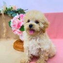 드림독 강아지 고양이 안심분양센터 시흥점 | 강아지 분양 어디서 하셔야할지 모르신다면 요기독입니다.